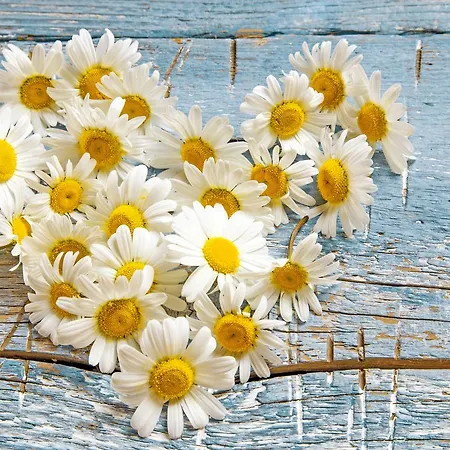 Apartament Castelbell *