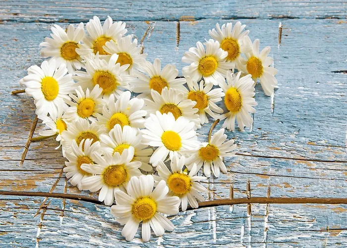 Appartamento Castelbell *